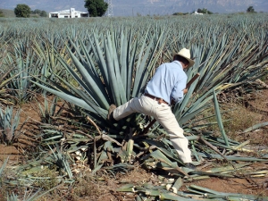 Agave Sisal Farm